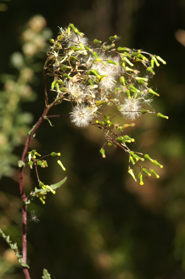 Senecio picridioides